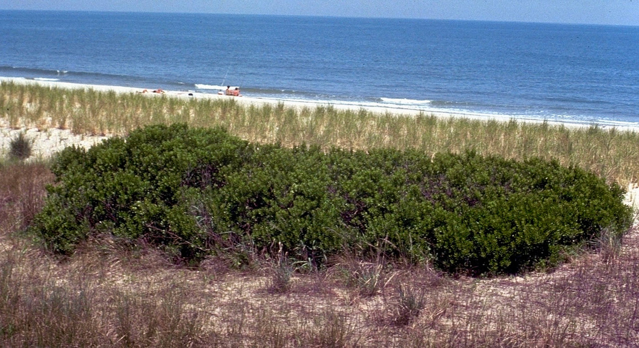 Northern Bayberry (Myrica pensylvanica) 1 GAL