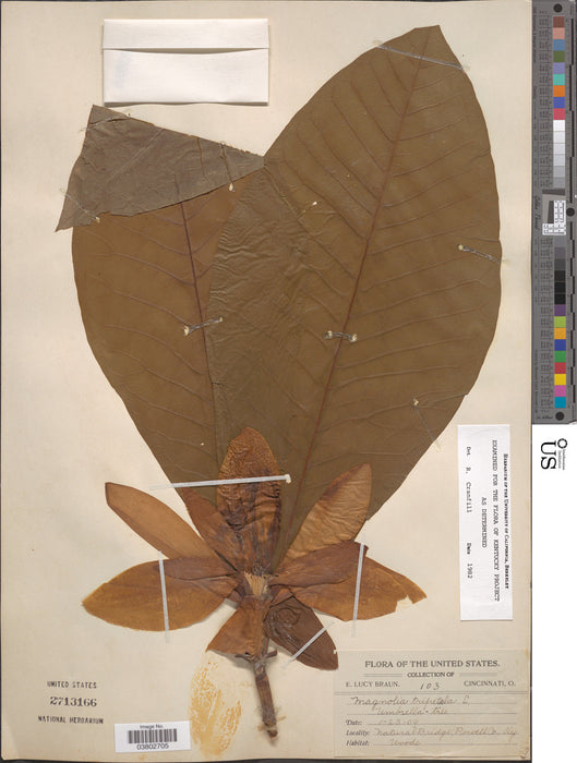 Umbrella Magnolia (Magnolia tripetala)