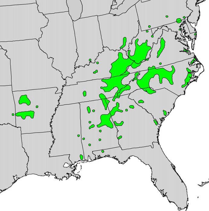 Umbrella Magnolia (Magnolia tripetala)