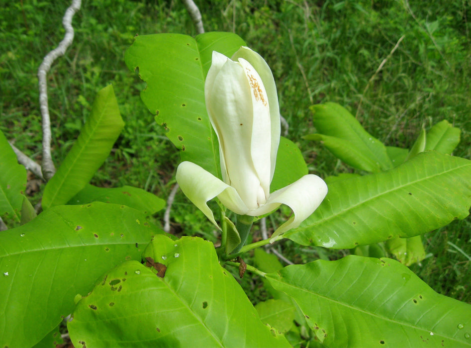 Umbrella Magnolia (Magnolia tripetala)