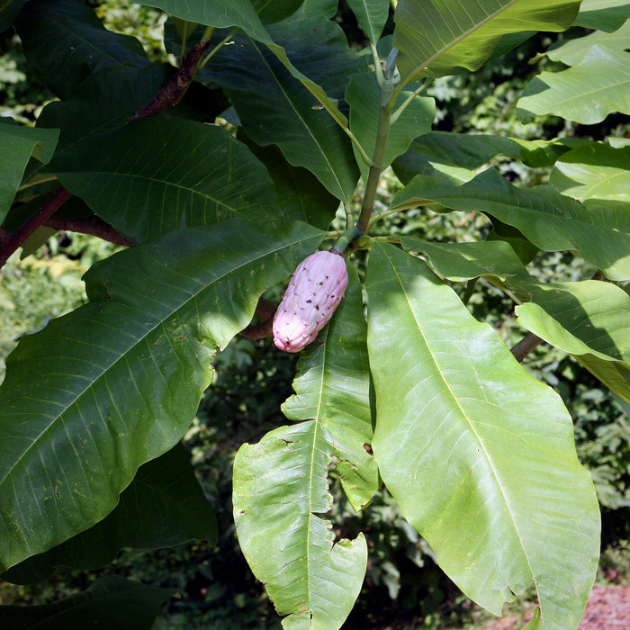 Umbrella Magnolia (Magnolia tripetala)