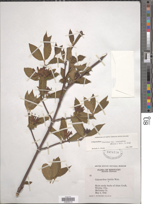 Carolina Allspice (Calycanthus floridus)