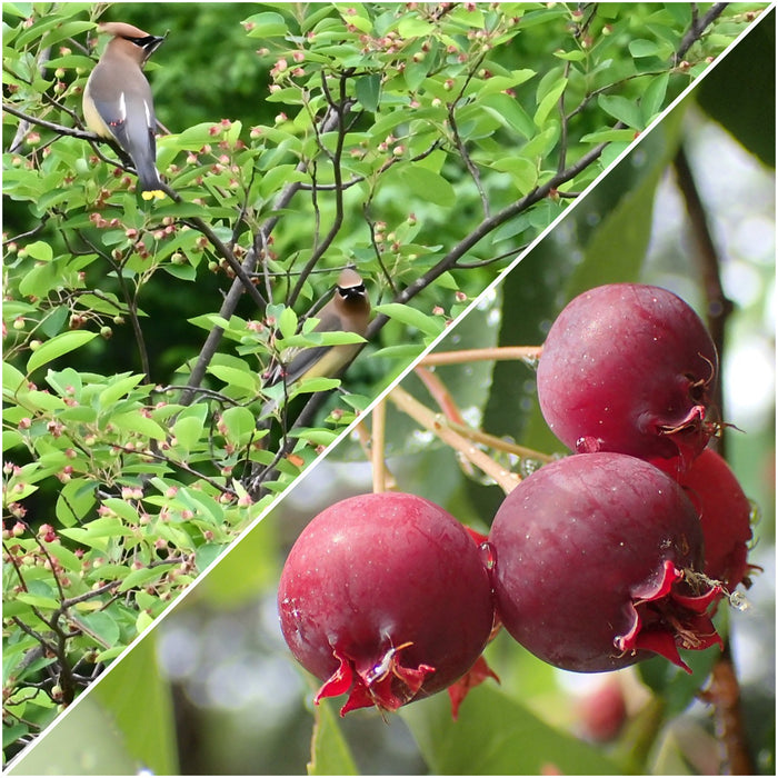 Apple Serviceberry (Amelanchier x grandiflora)