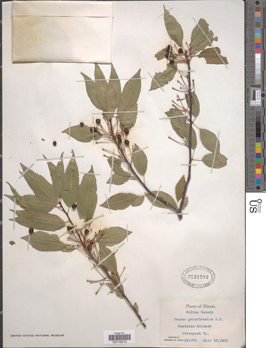 Pin Cherry (Prunus pensylvanica)