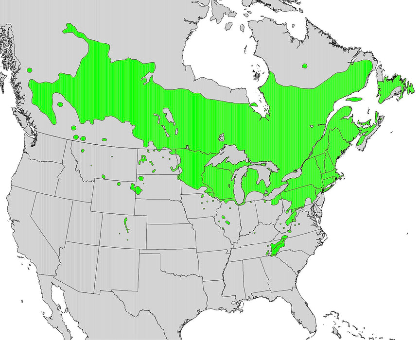Pin Cherry (Prunus pensylvanica)