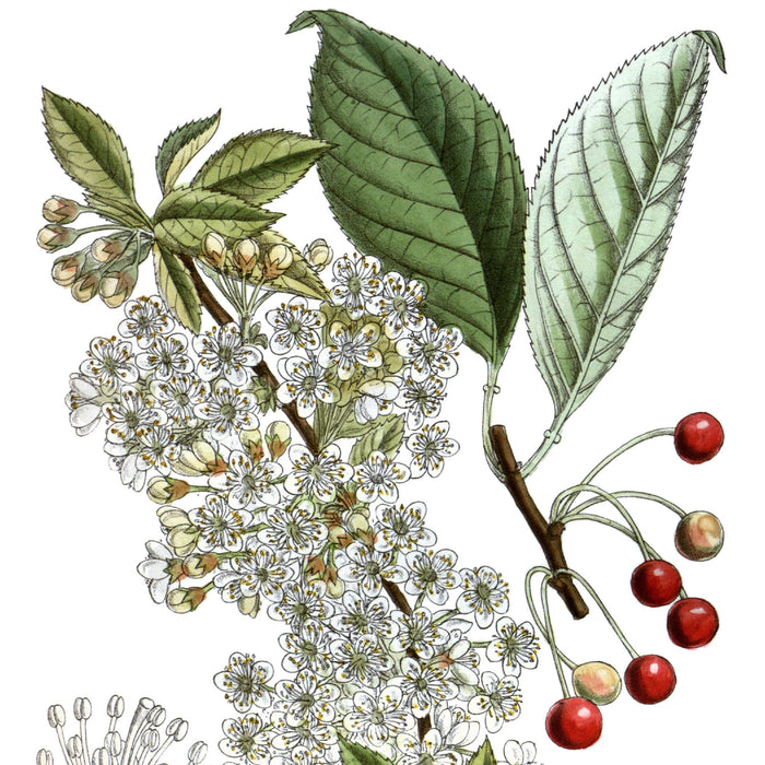 Pin Cherry (Prunus pensylvanica)