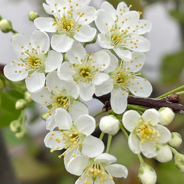 Pin Cherry (Prunus pensylvanica)