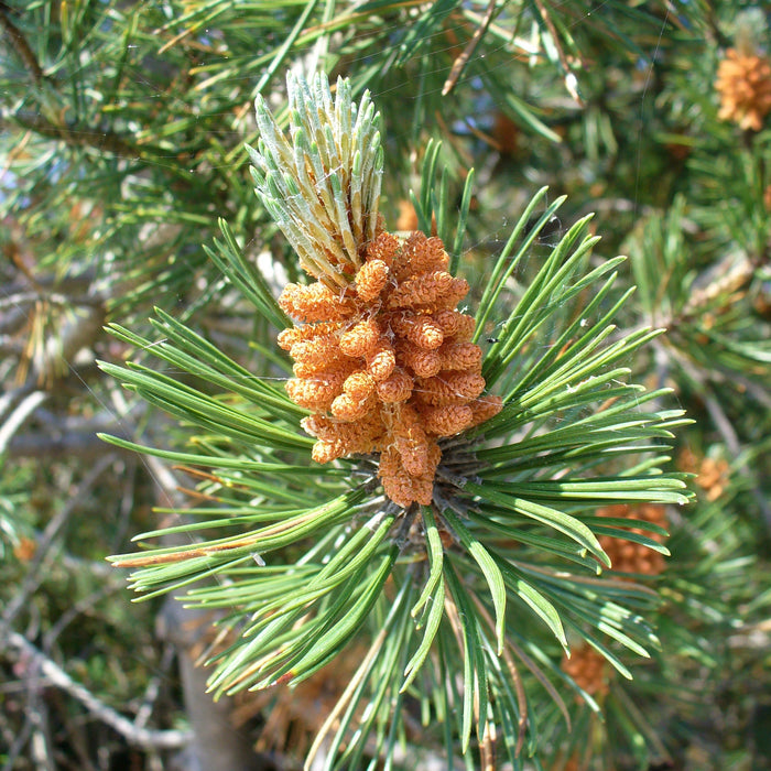 Jack pine (Pinus banksiana)