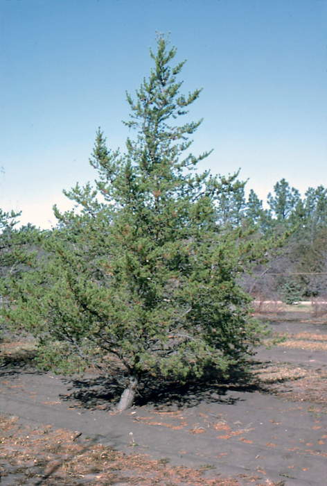 Jack pine (Pinus banksiana)