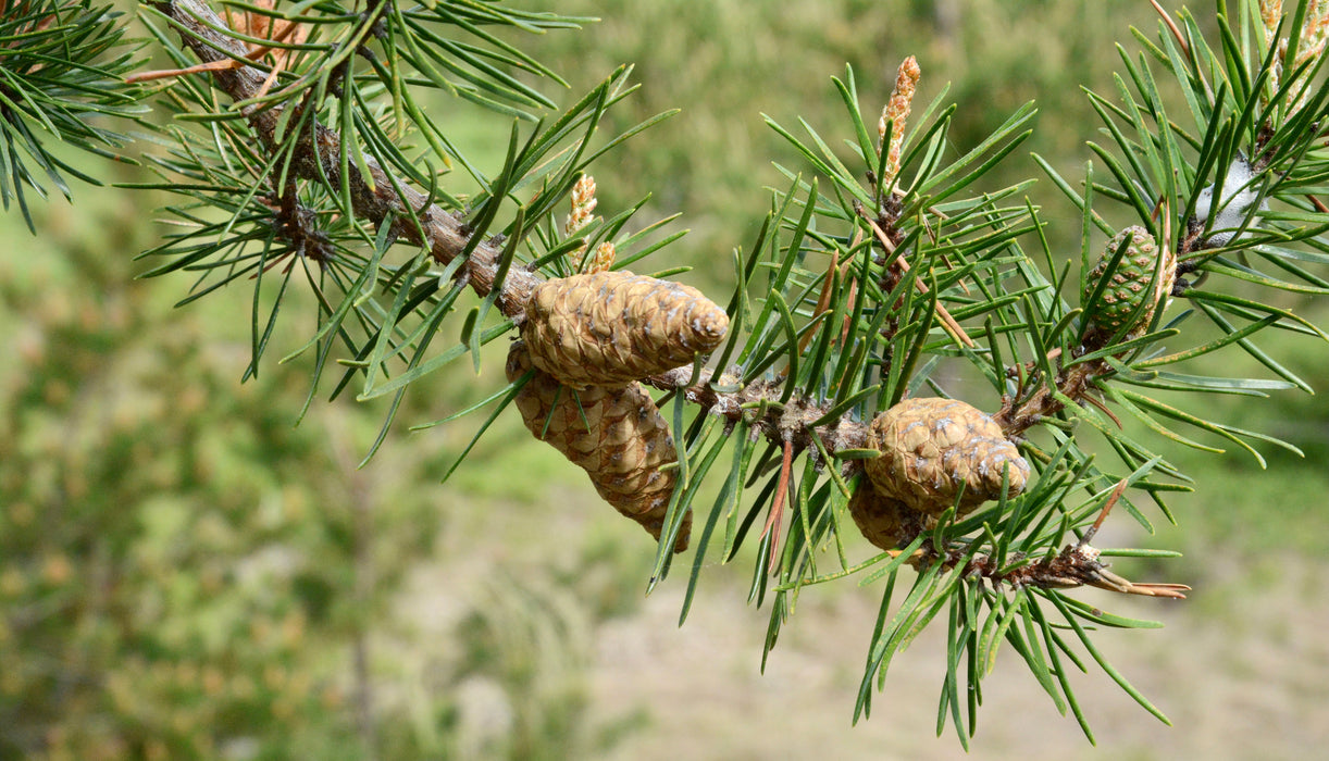 Jack pine (Pinus banksiana)