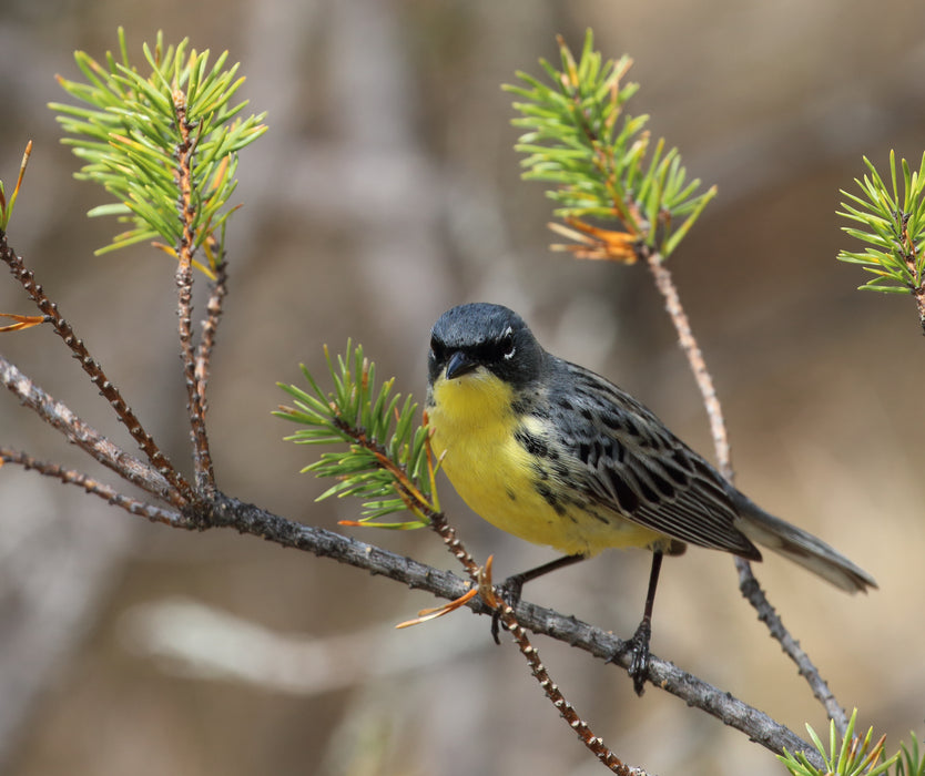 Jack pine (Pinus banksiana)