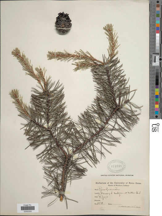 Jack pine (Pinus banksiana)
