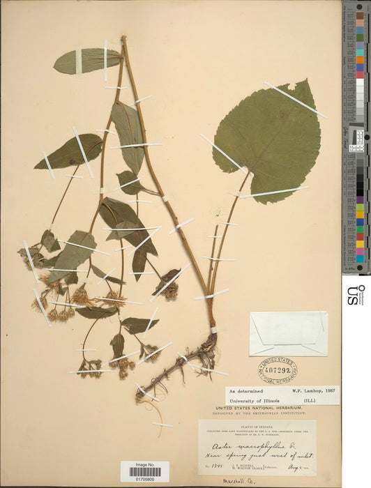 Bigleaf Aster (Eurybia macrophylla) 1 GAL