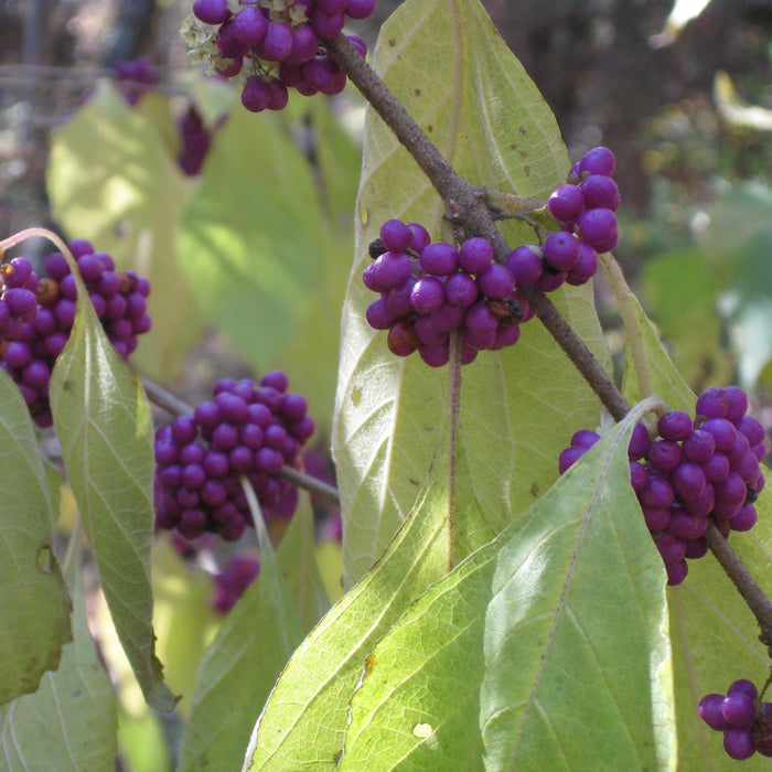 American Beautyberry (Callicarpa americana) 2x2x3” Pot