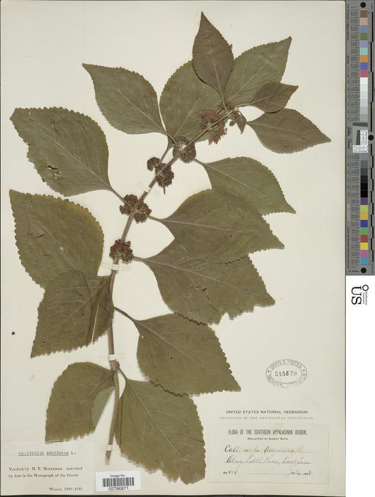 American Beautyberry (Callicarpa americana) 2x2x3” Pot