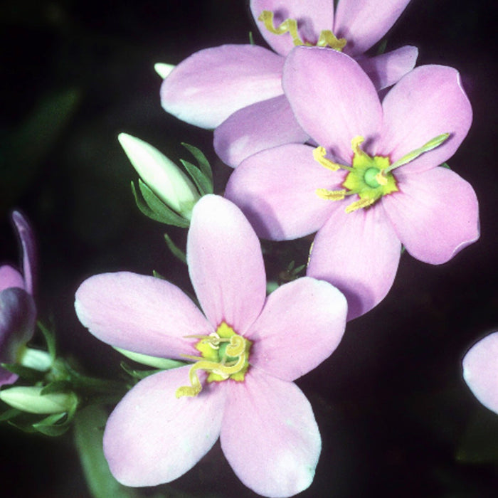 Rosepink (Sabatia angularis) 2x2x3" Pot