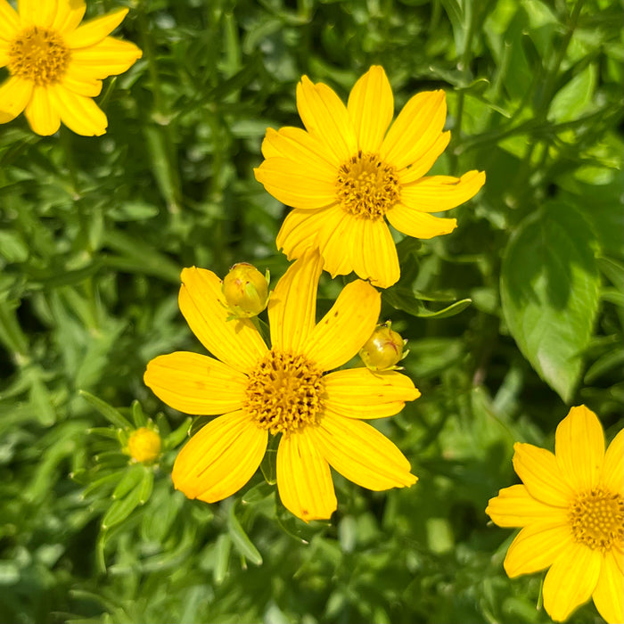 Plains Coreopsis (Coreopsis palmata) 2x2x3" Pot