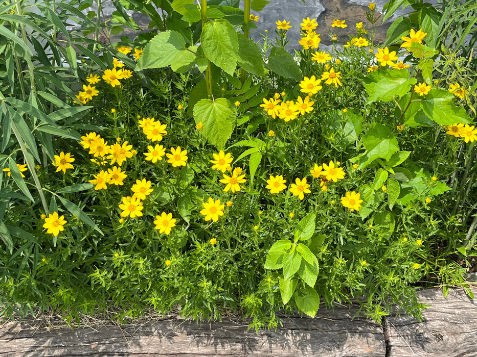 can you plant coreopsis in pots Plains Coreopsis (Coreopsis palmata) 2x2x3" Pot — Native Plants Unlimited LLC