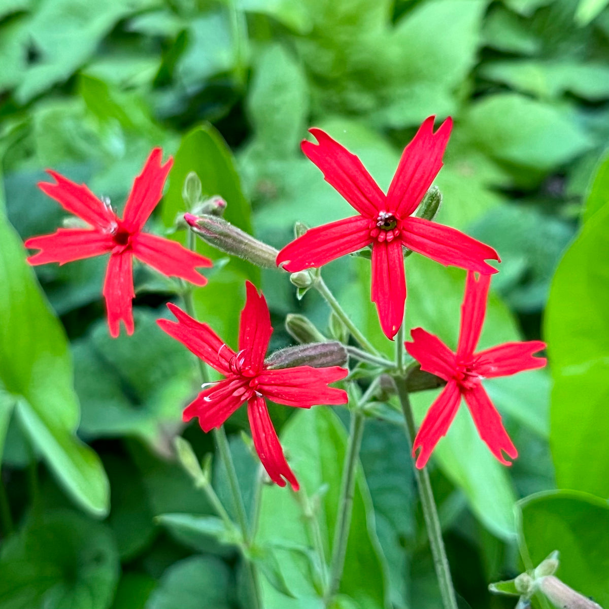Fire Pink (Silene virginica) — Native Plants Unlimited LLC