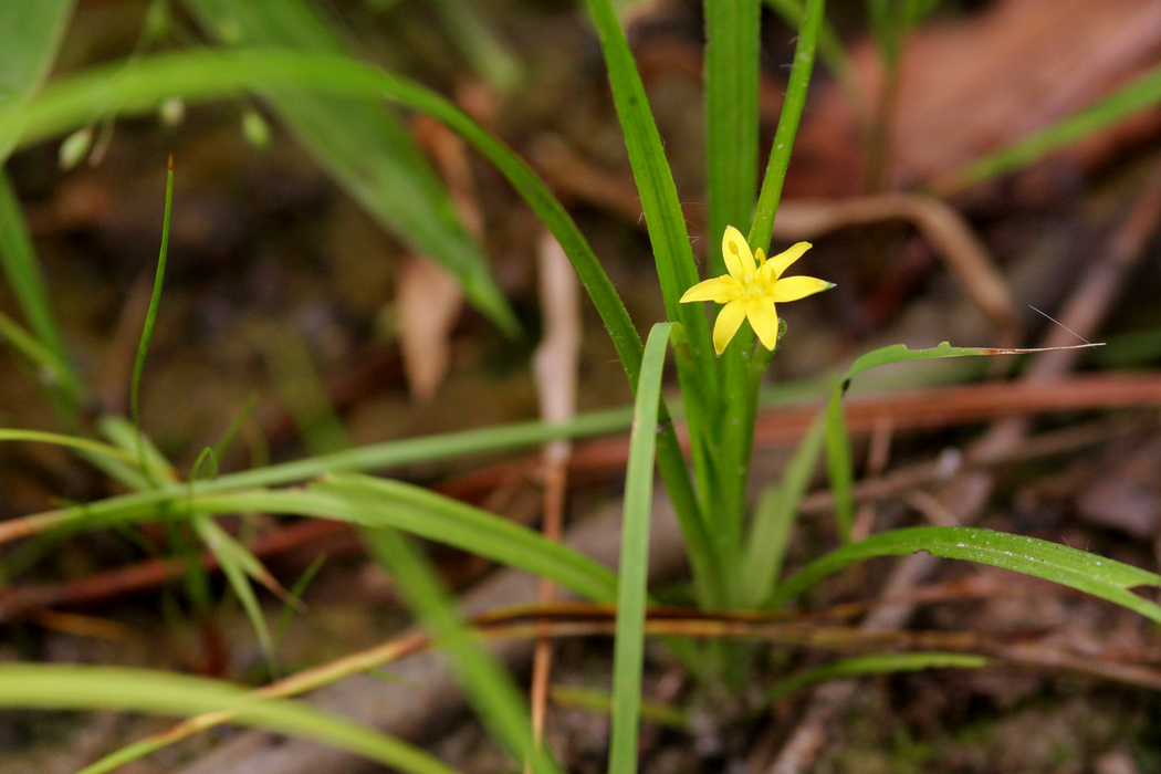 Common Goldenstar (Hypoxis hirsuta) BARE ROOT