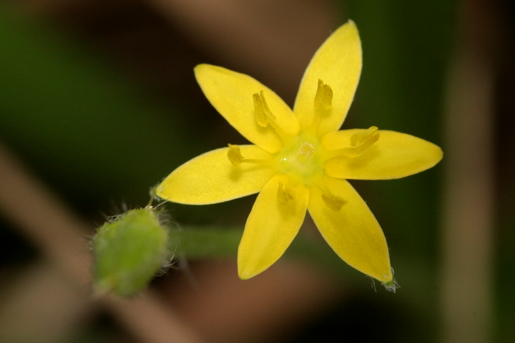 Common Goldenstar (Hypoxis hirsuta) BARE ROOT