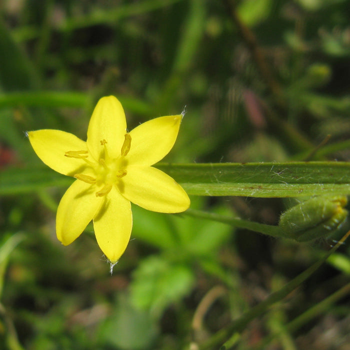 Common Goldenstar (Hypoxis hirsuta) BARE ROOT