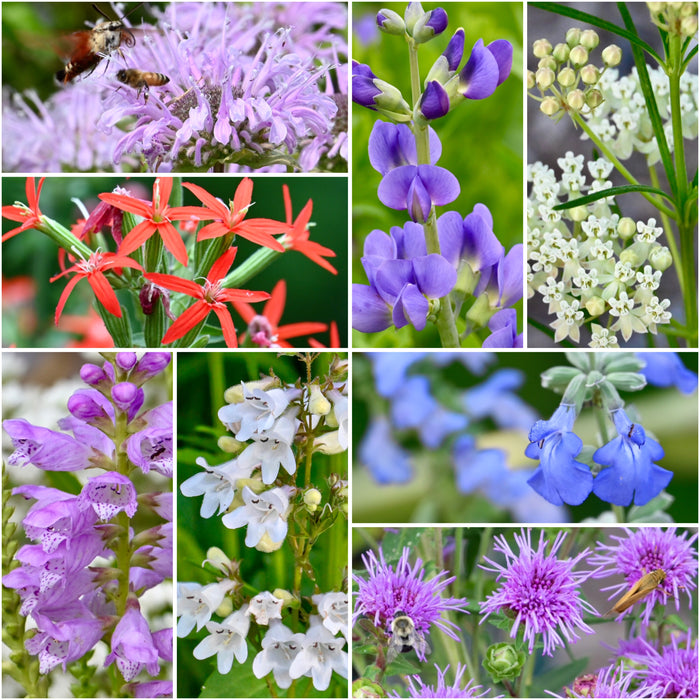 Hummingbird Full Sun Seed Pack Bundle