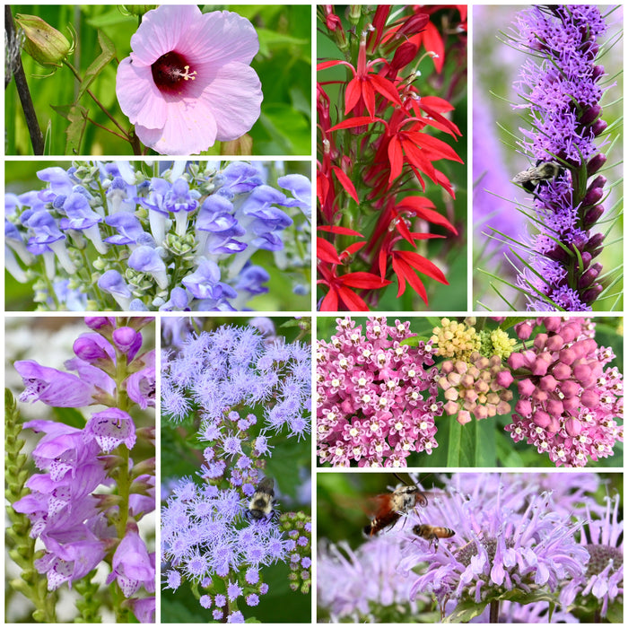 Hummingbird Wetland Seed Pack Bundle