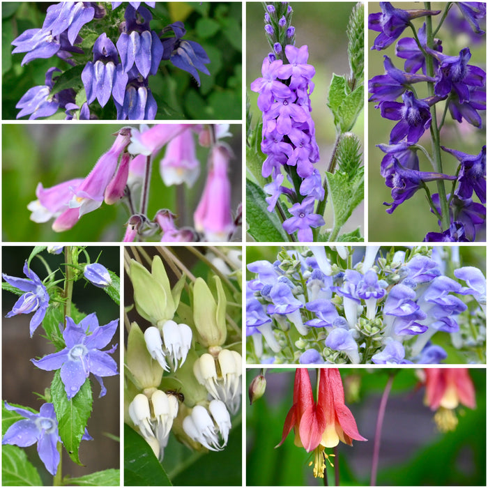 Hummingbird Part Shade Seed Pack Bundle