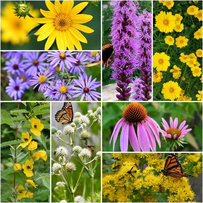 Seed-Eating Bird Seed Pack Bundle