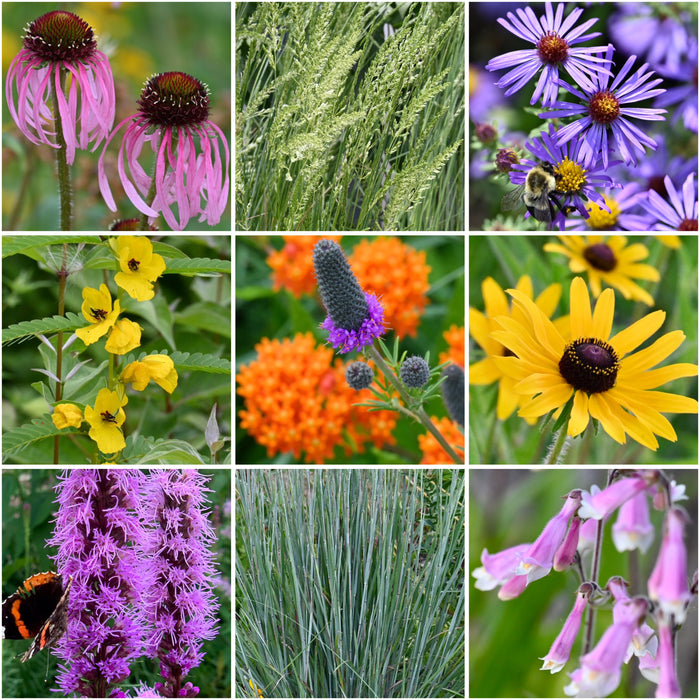 Shortgrass Prairie Seed Pack Bundle