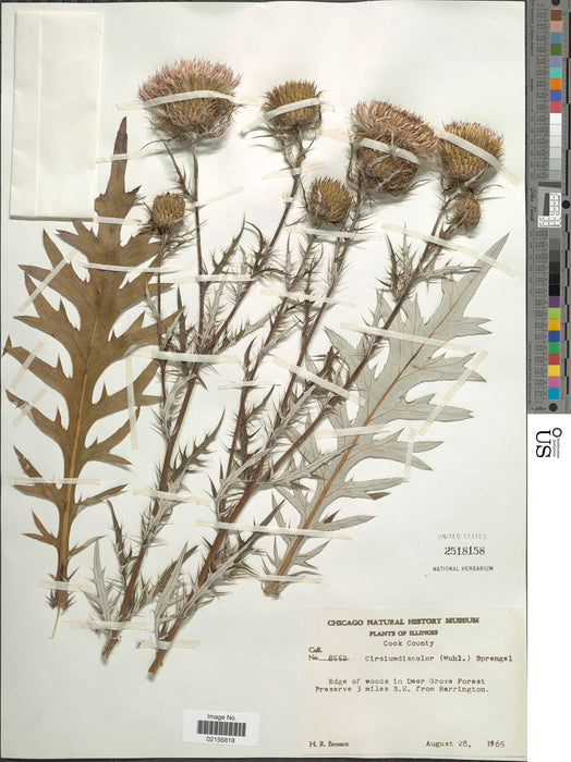 Seed Pack - Pasture Thistle (Cirsium discolor)