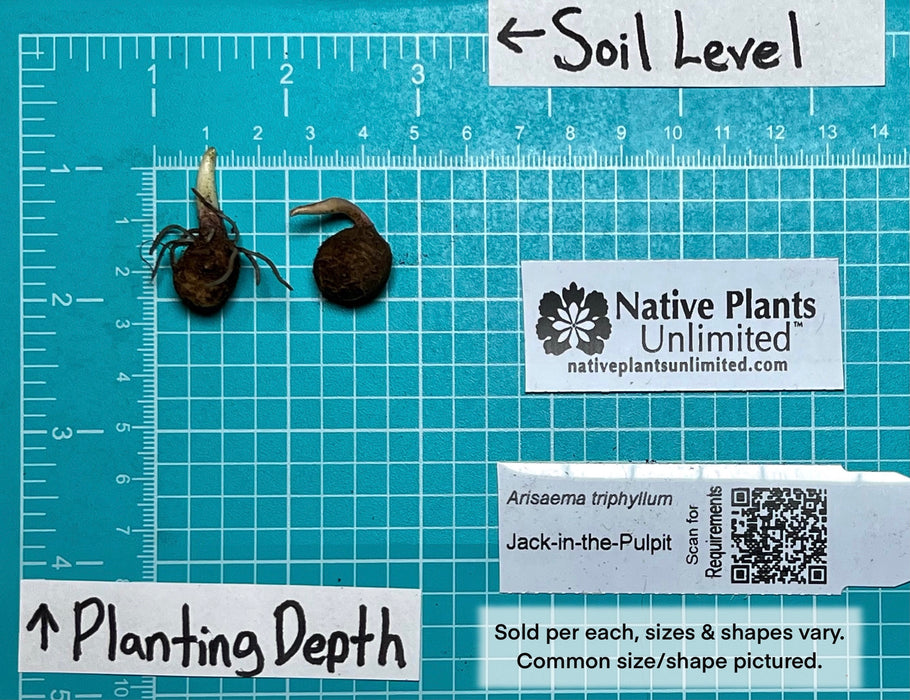 Jack-in-the-Pulpit (Arisaema triphyllum) BARE ROOT