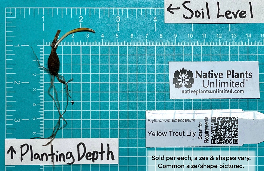 Yellow Trout Lily (Erythronium americanum) BARE ROOT
