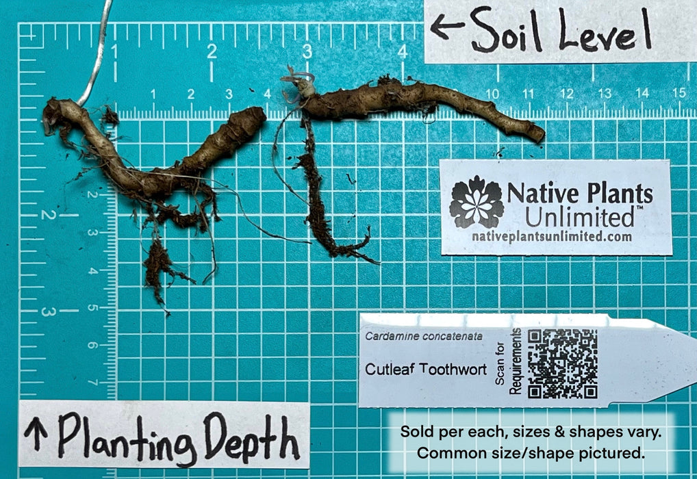 Cutleaf Toothwort (Cardamine concatenata) BARE ROOT