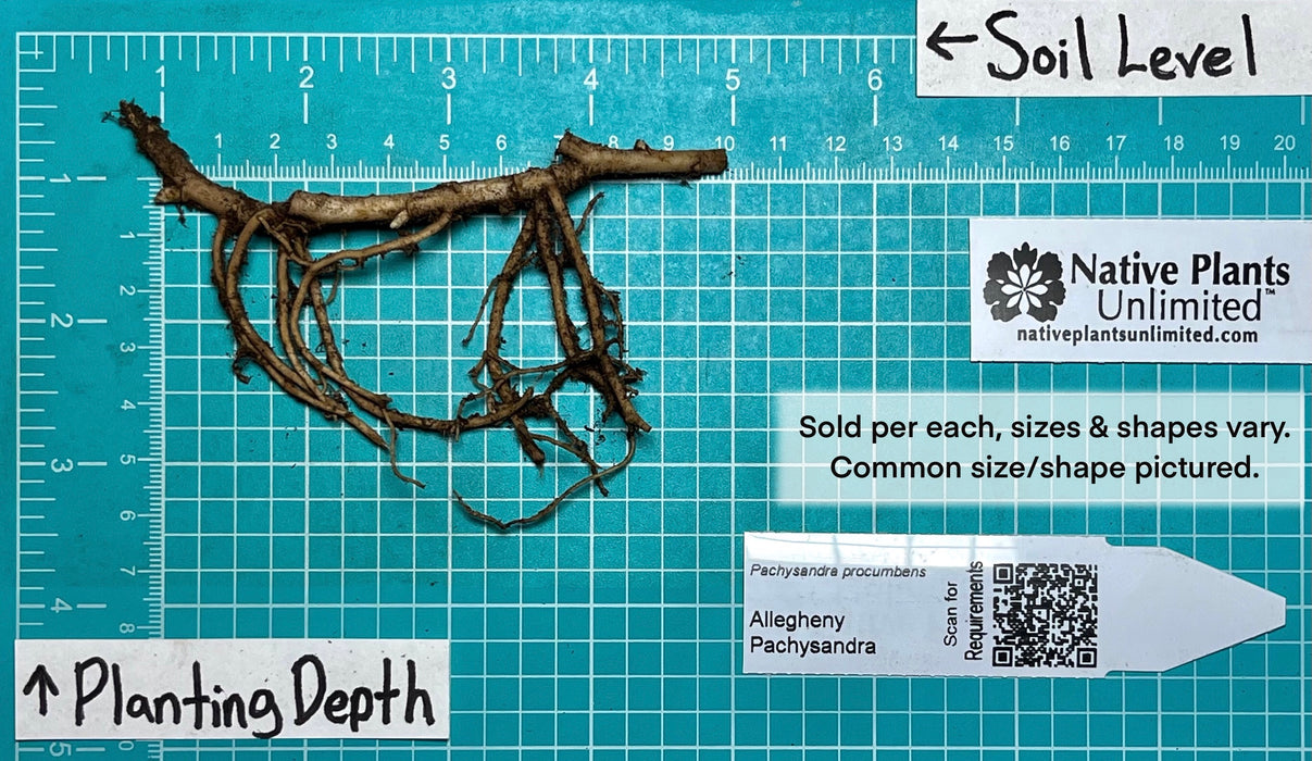 Allegheny Pachysandra (Pachysandra procumbens) BARE ROOT