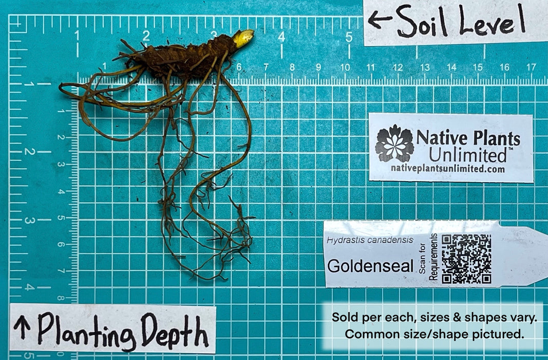Goldenseal (Hydrastis canadensis) BARE ROOT