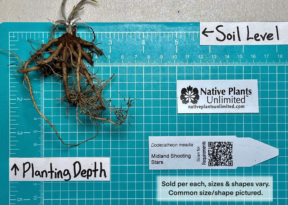 Midland Shooting Star (Dodecatheon meadia) BARE ROOT