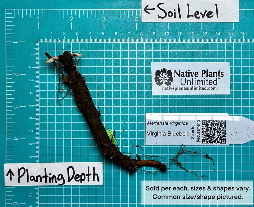 Virginia Bluebells (Mertensia virginica) BARE ROOT