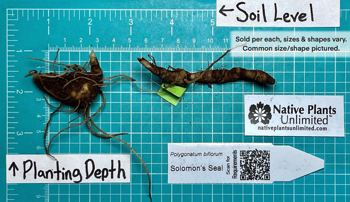 Solomon’s Seal (Polygonatum biflorum) BARE ROOT