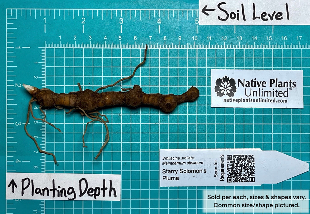 Starry Solomon’s Plume (Maianthemum stellatum) BARE ROOT