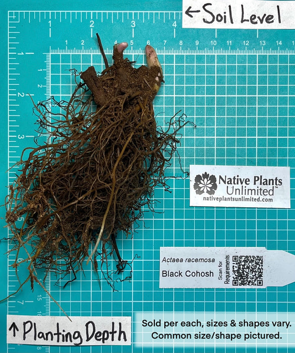 Black Cohosh (Actaea racemosa) BARE ROOT