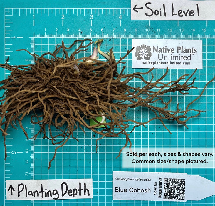 Blue Cohosh (Caulophyllum thalictroides) BARE ROOT