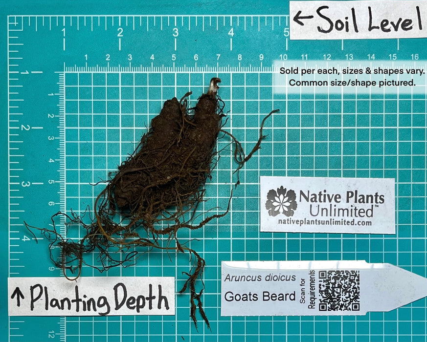 False Goatsbeard Roots Goat’s Beard (Aruncus dioicus) BARE ROOT — Native Plants Unlimited LLC