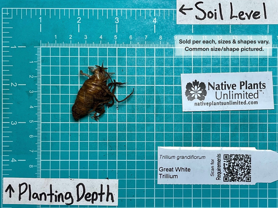 Great White Trillium (Trillium grandiflorum) BARE ROOT