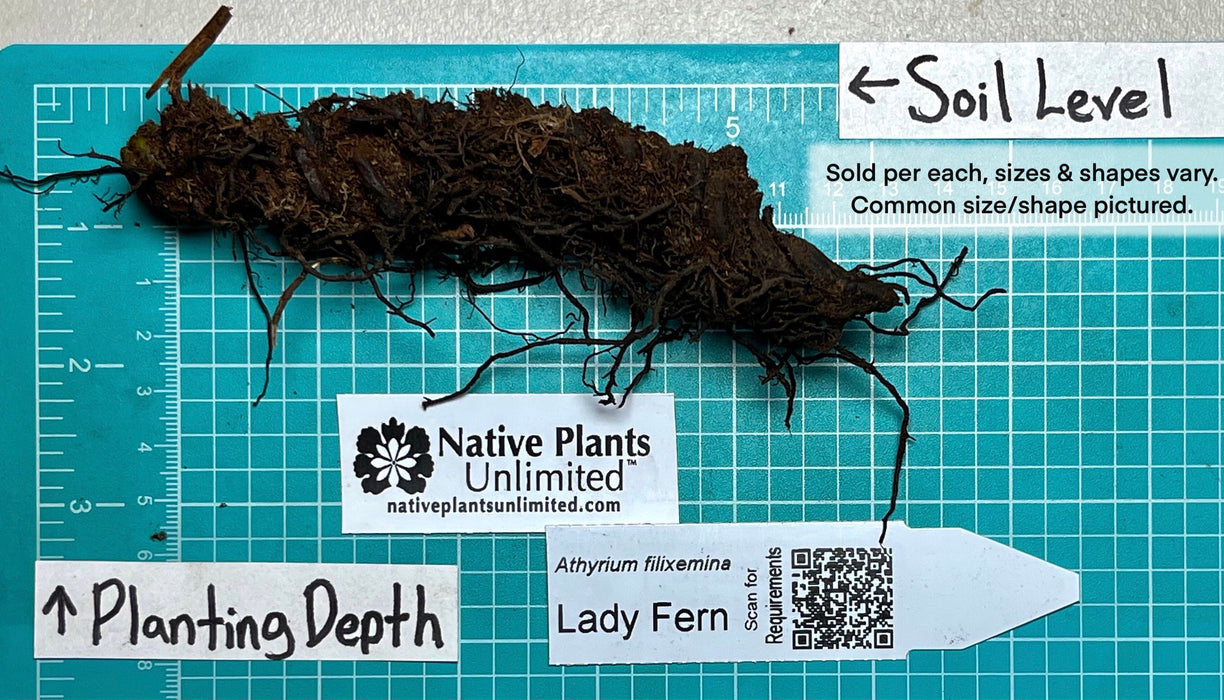 Lady Fern (Athyrium filix-femina) BARE ROOT