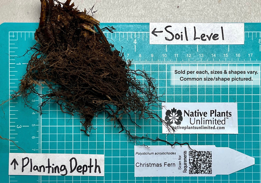 Christmas Fern (Polystichum acrostichoides) BARE ROOT