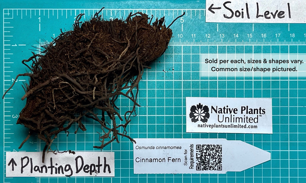 Cinnamon Fern (Osmunda cinnamomea) BARE ROOT