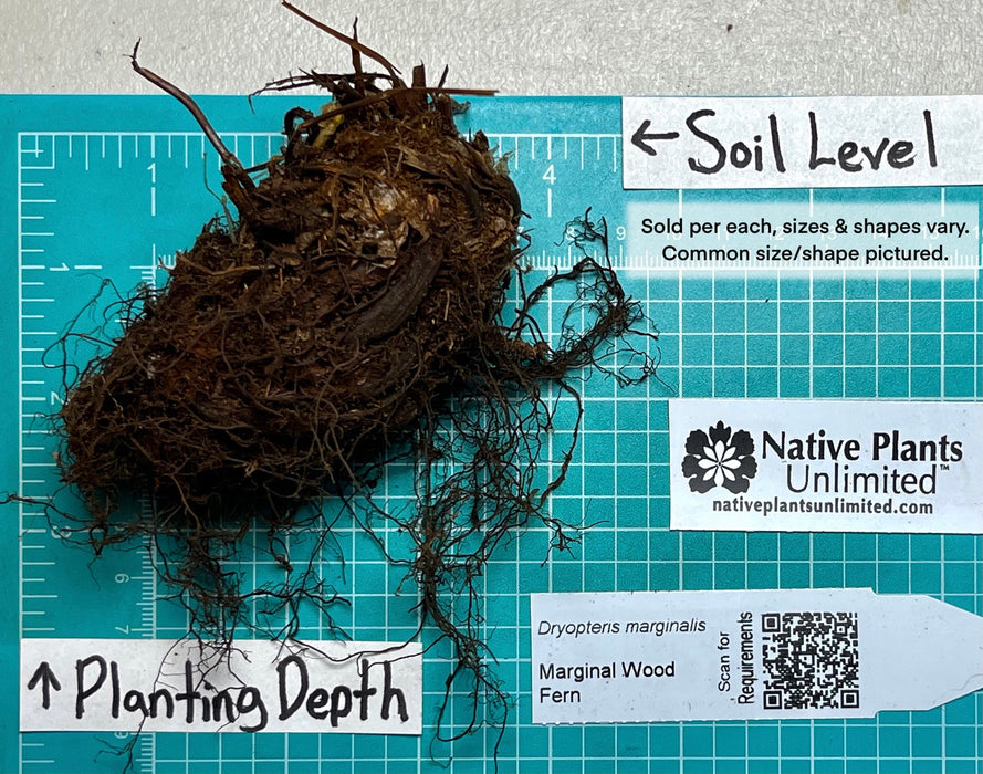 Marginal Wood Fern (Dryopteris marginalis) BARE ROOT