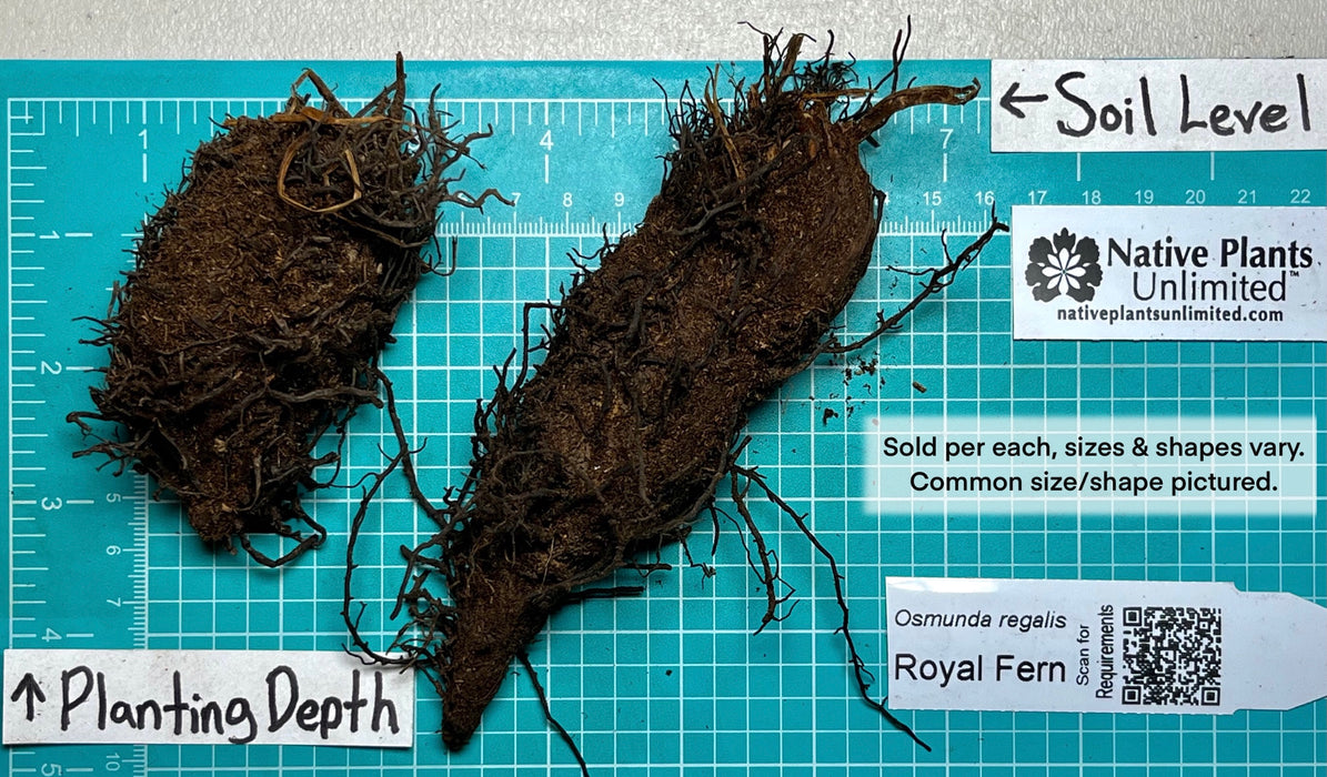 Royal Fern (Osmunda regalis) BARE ROOT